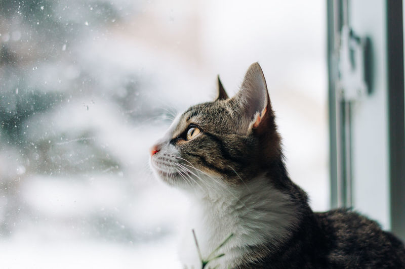 Cat on window during winter