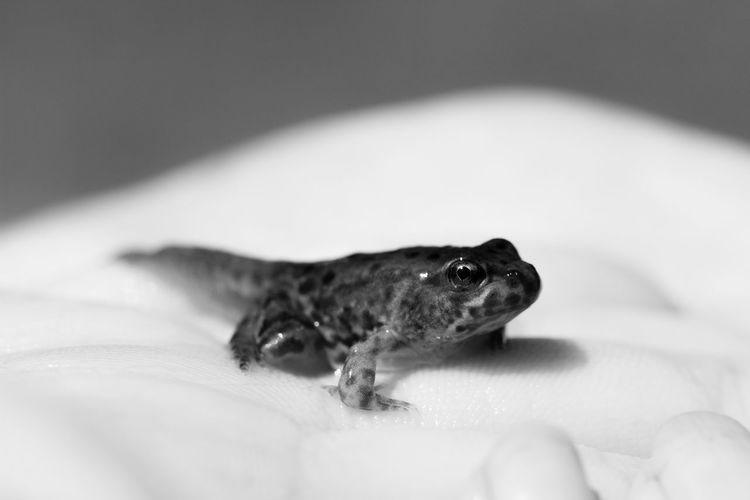 Close-up of a lizard