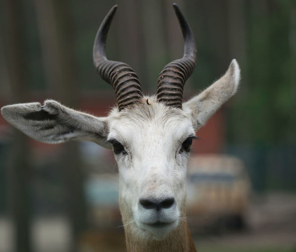 Heidekreis, germany,june 6, 2019, serengeti park, dama gazelle, scientific name nanger dama