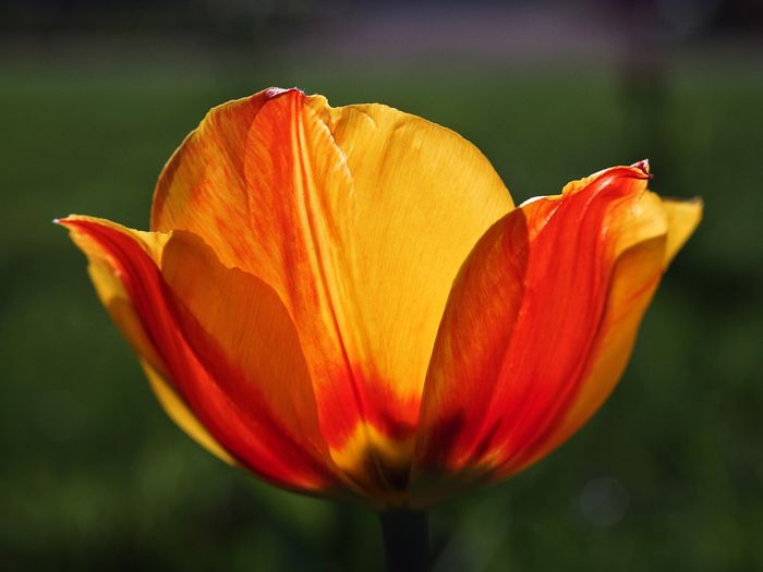 Close-up of orange lily