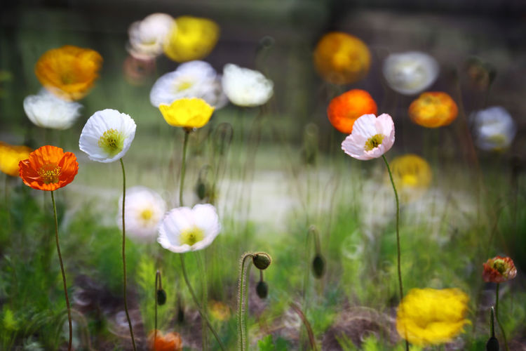Close-up of white flowering plants on field