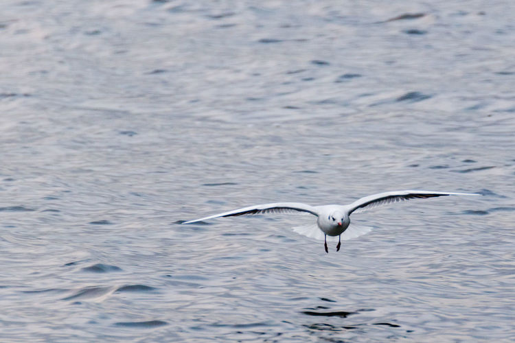 Bird flying over water