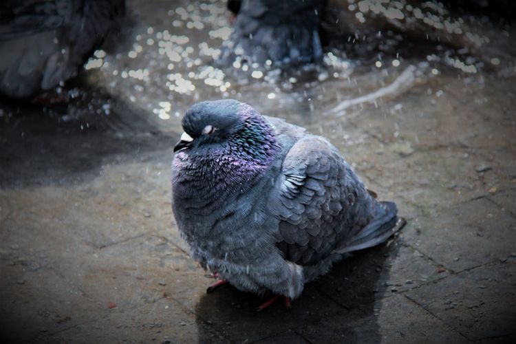 Close-up of pigeon bathing