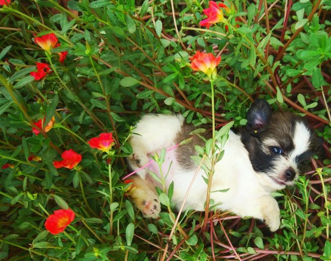 High angle view of dog on flowers