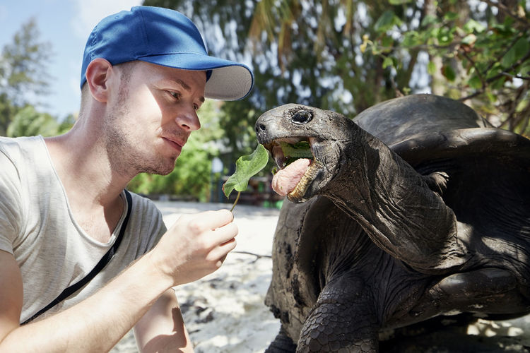 Man with aldabra giant tortoise in seychelles. turtle stretching its long neck for leaf.