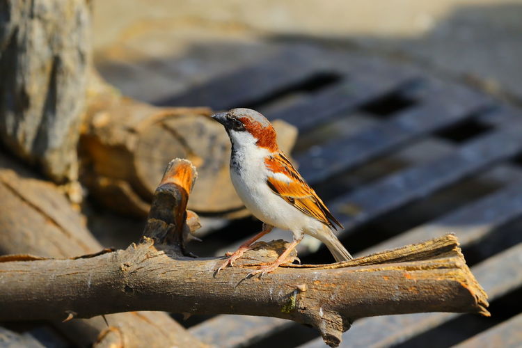 Domestic white yellow red colour bird /sparrow sitting on neem dry wood