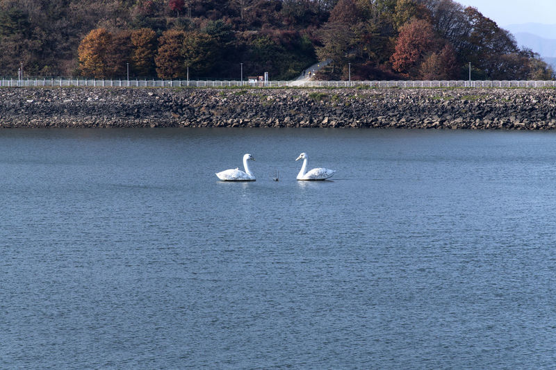 Swans swimming in sea