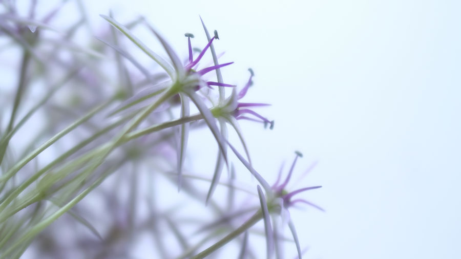 Close-up of purple flowering plant against sky