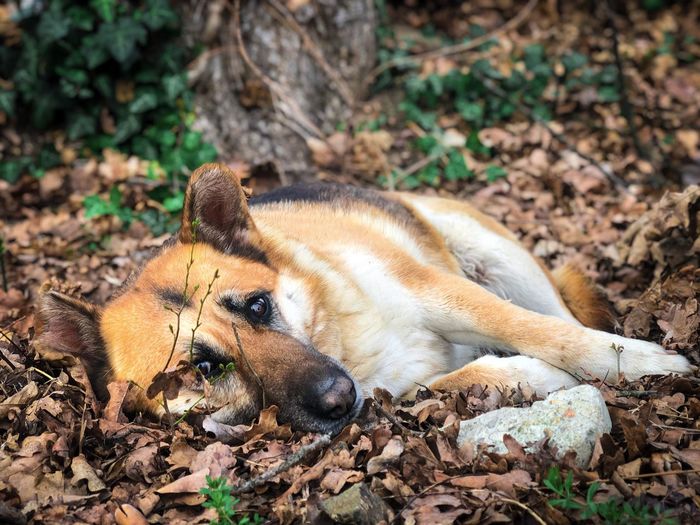 View of a dog relaxing on dry leaves