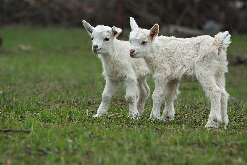 Sheep on field