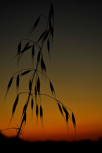 Close-up of silhouette plants against sunset sky