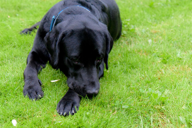 Black dog on grass