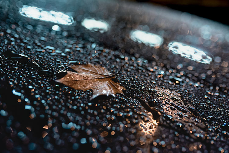 Close-up of wet leaves on street during rainy season