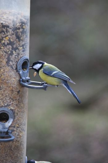 Close-up of blue tit bird perching on feeder
