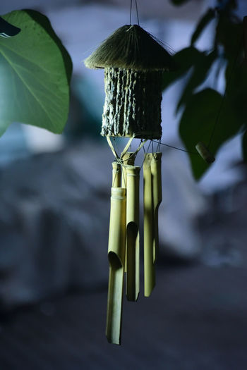 Close-up of plant hanging on metal