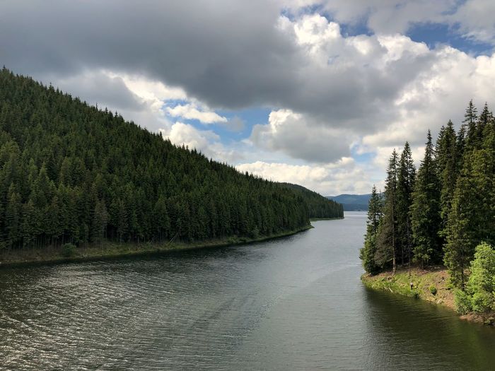 Panoramic view of river amidst trees in forest against sky
