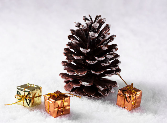 Close-up of pine cone on snow against white background