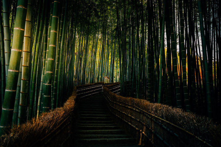 Boardwalk amidst bamboos in forest