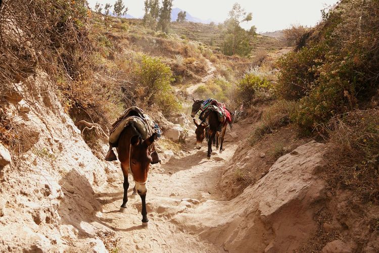 Mules carrying loads on field by plants