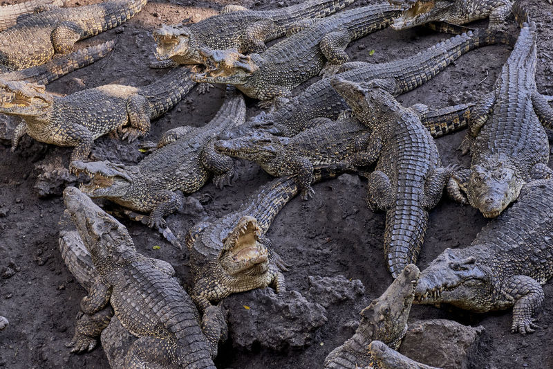 Many frightening crocodiles lying on ground and on top of each other, some with open mouths.
