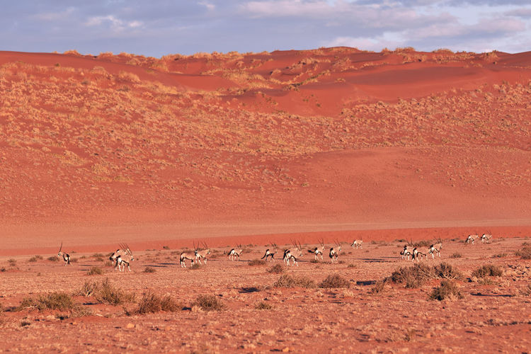 Herd of oryx in the namib desert