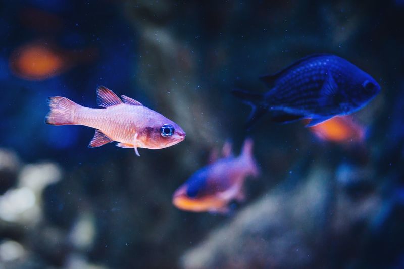 Fishes swimming at aquarium
