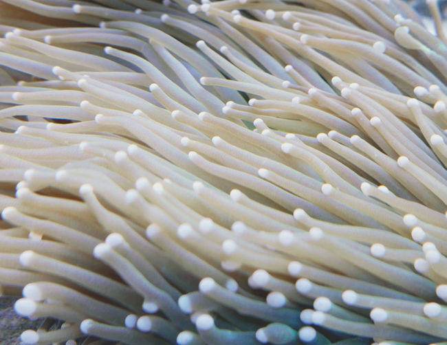 Close-up of white coral underwater