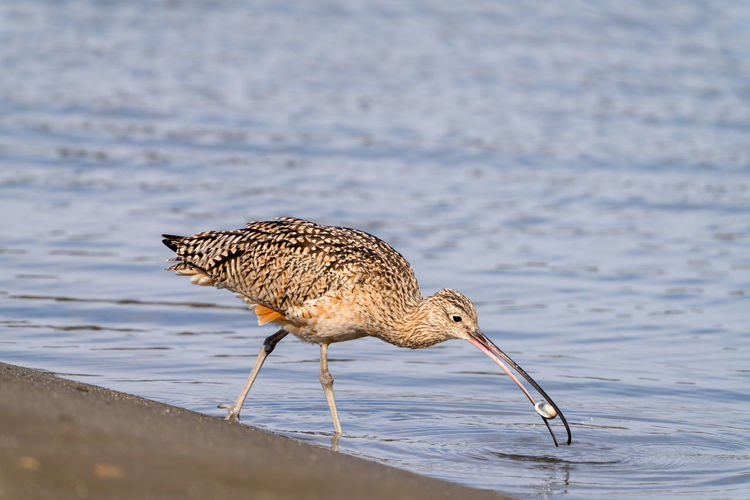 Close up of a long-billed curlew feeding on a clam.