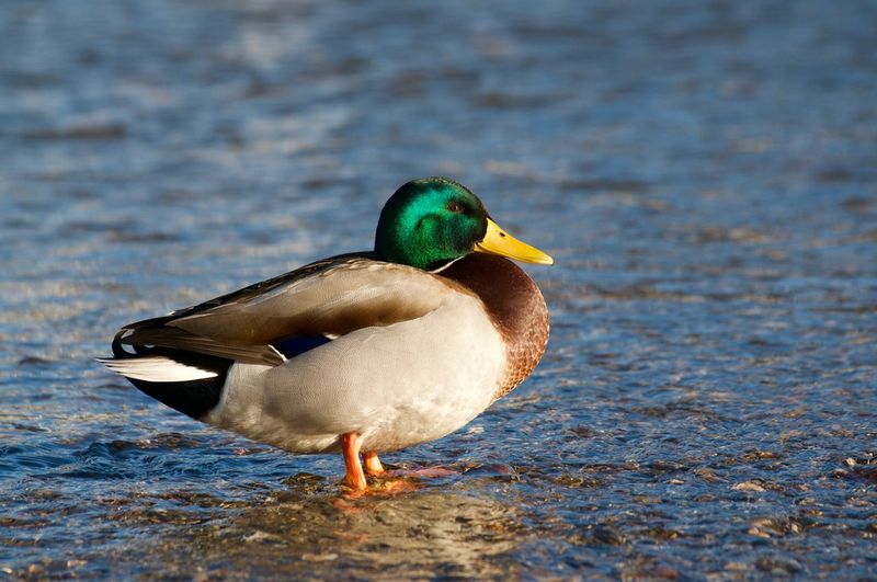 Close-up of mallard duck