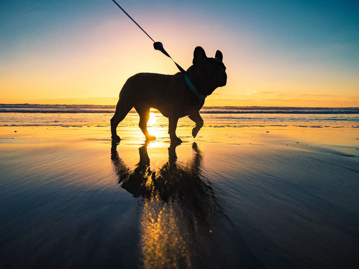 Silhouette dog on beach against sky during sunset