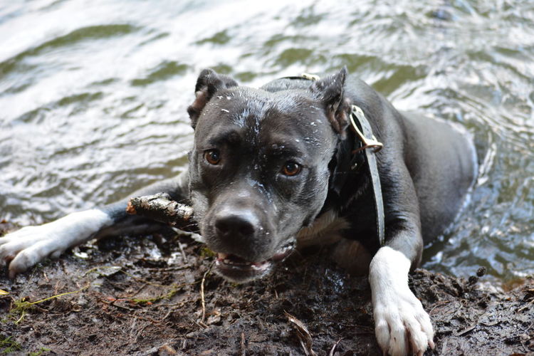 Close-up of playful wet dog