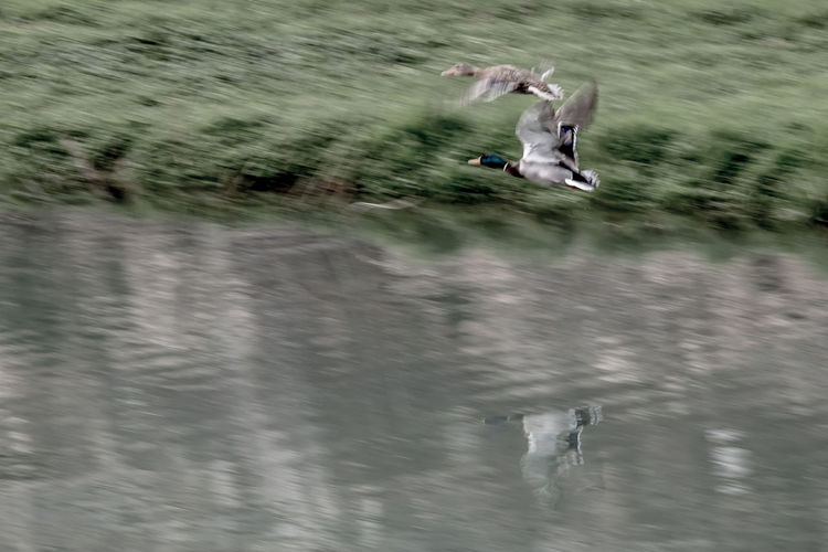 View of birds flying over lake