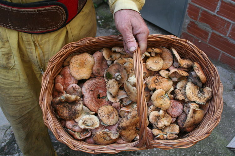 High angle view of man holding mushrooms in basket