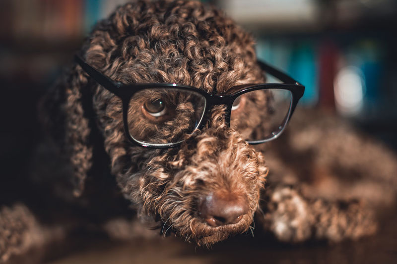Cute dog wearing reading glasses