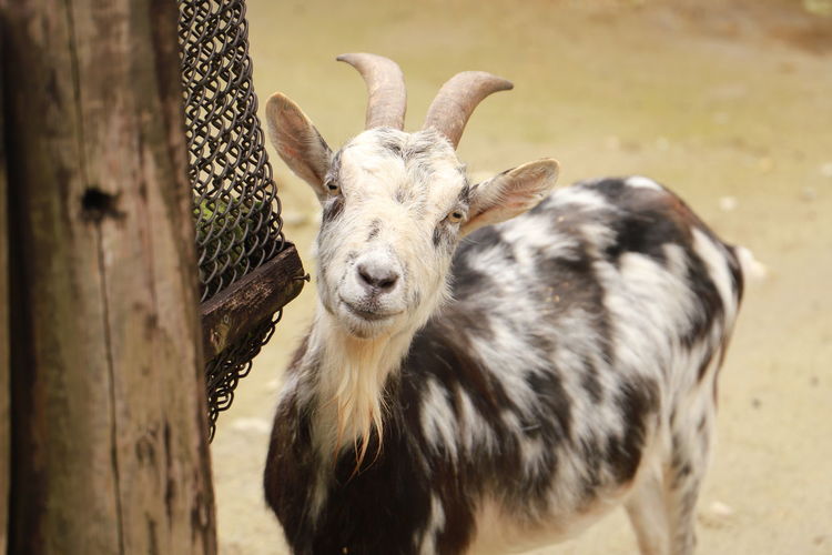 Close-up portrait of goat standing on field