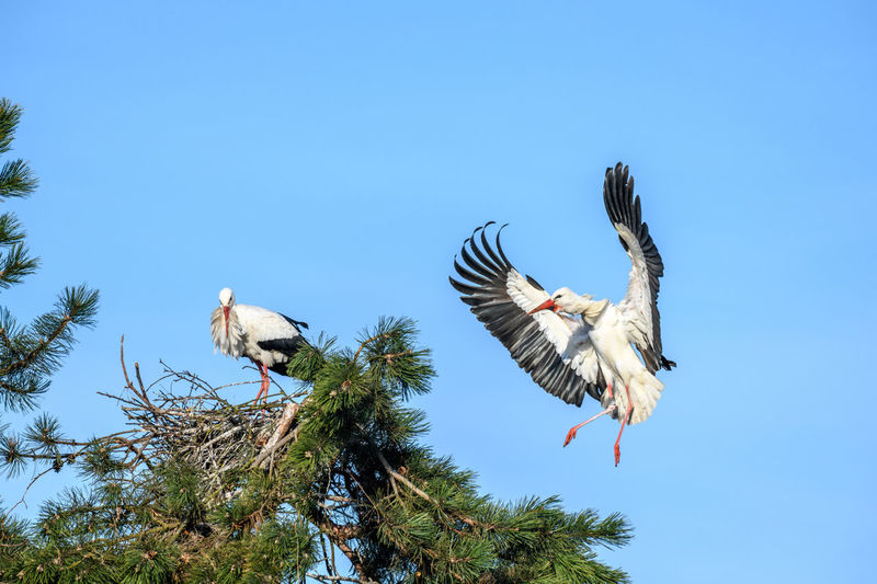 White stork in courtship period in early spring, france, alsace.