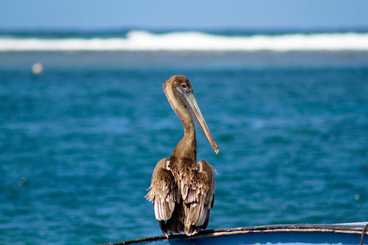 Perching brown pelican bird looking out to sea