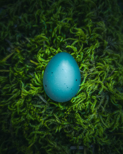 High angle view of blue eggs on plant