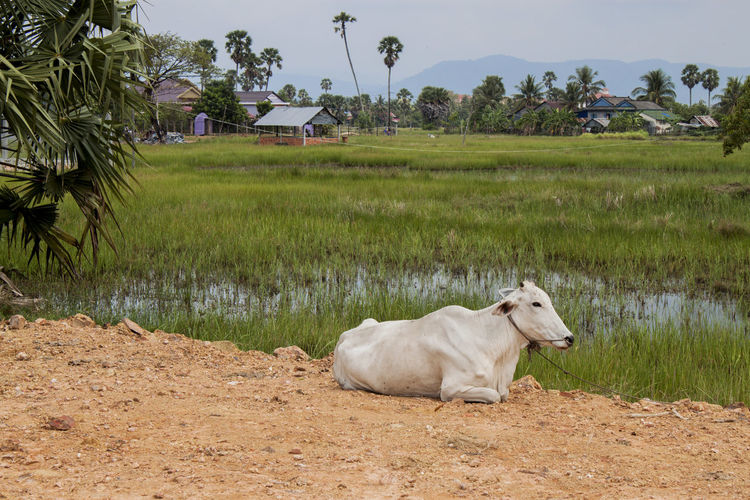 Skinny white cambodian cow. countryside landscape in kampot province in southern cambodia, asia.