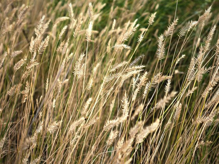 Full frame shot of wheat field