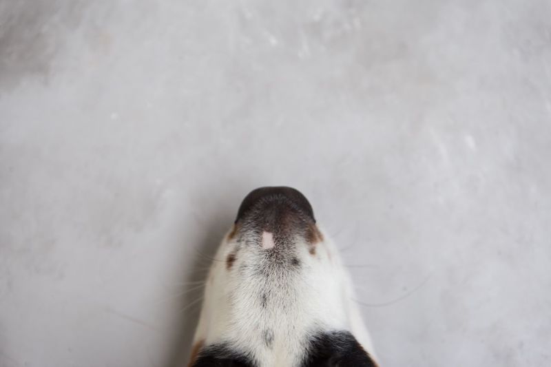 High angle view of a dog