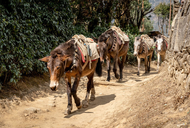 A mule train on the trail from lukla to namche bazaar in nepal.