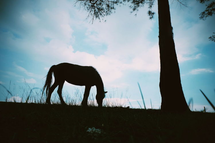 Silhouette horse grazing on field against sky