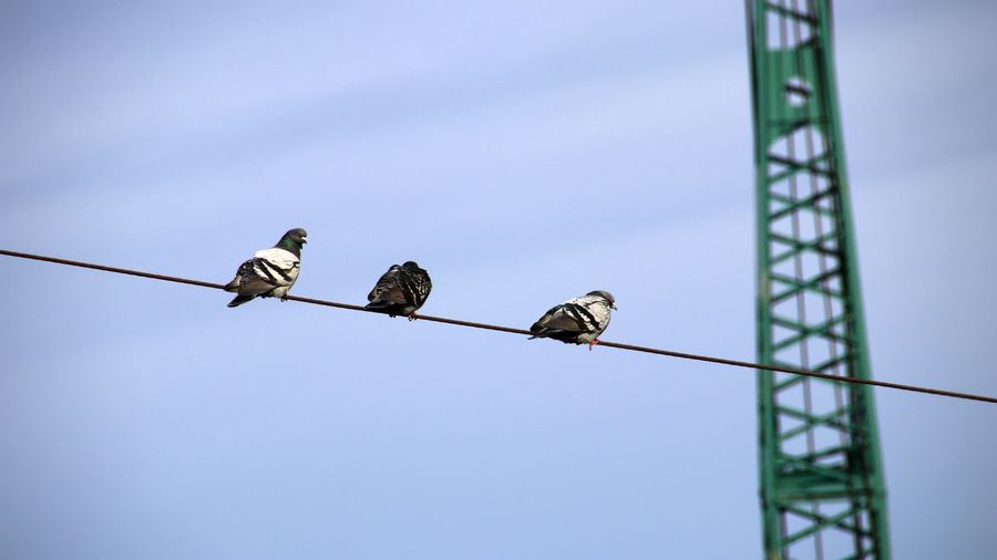 Low angle view of birds perching on cable against sky
