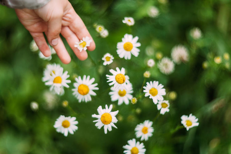 Fingers in daisies 