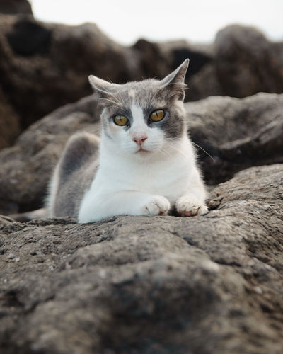 Close-up portrait of cat sitting on rock