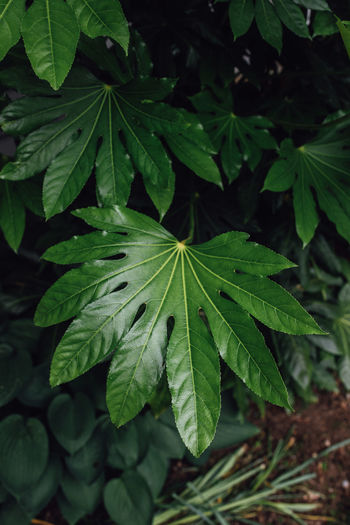 Fatsia japonica, fatsi, japanese aralia, glossy leaved paper plant, fig leaf palm