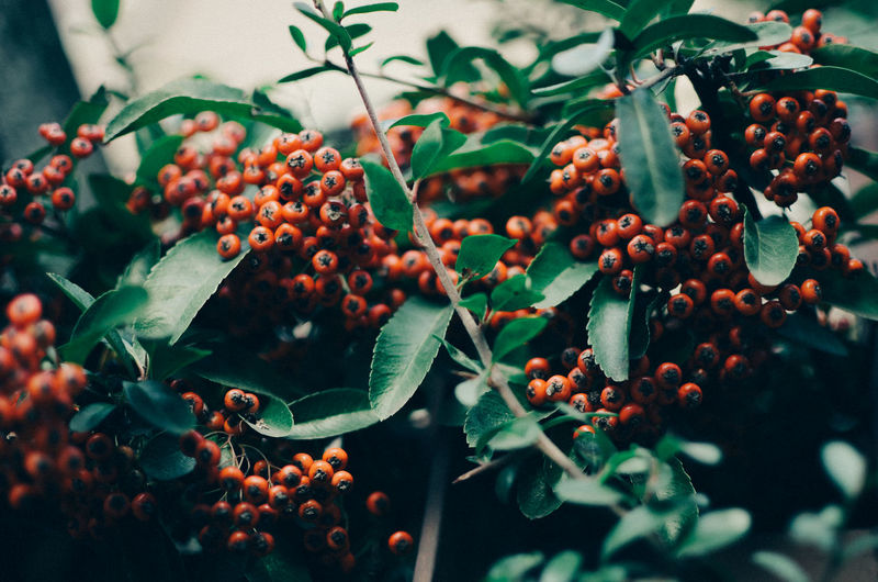 Close-up of wild berries growing on tree