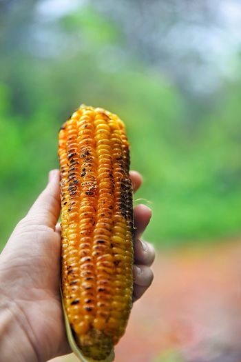 Close-up of hand holding corn against blurred background