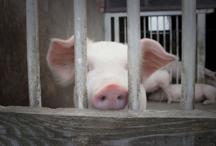 Close-up of pig in barn
